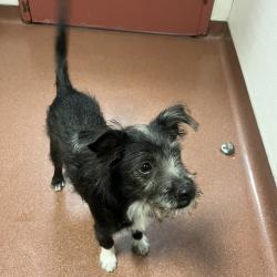 Shelter Stray Male Dog last seen Norbridge Avenue, CASTRO VALLEY, CA, 94546, 8323 Baldwin St, Oakland, CA 94621, USA