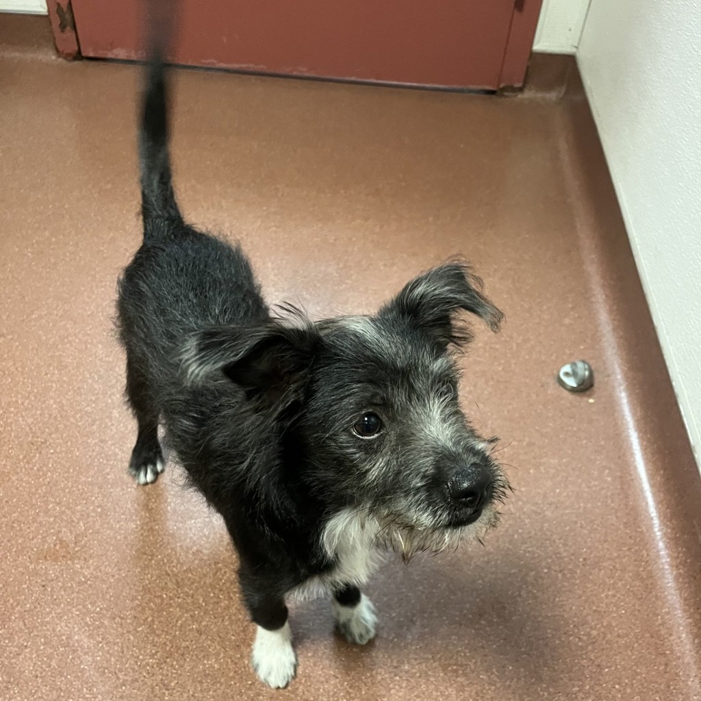 Shelter Stray Male Dog last seen Norbridge Avenue, CASTRO VALLEY, CA, 94546, 8323 Baldwin St, Oakland, CA 94621, USA
