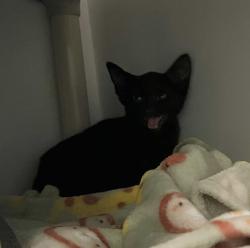 Shelter Stray Unknown Cat last seen Near C Street, San Diego, CA, 92102, 5500 Gaines St, San Diego, CA 92110, USA