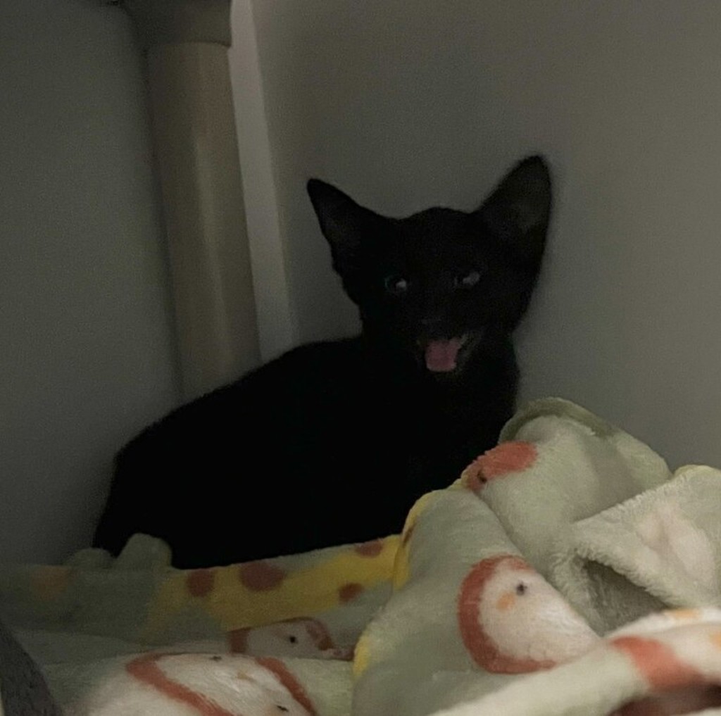 Shelter Stray Unknown Cat last seen Near C Street, San Diego, CA, 92102, 5500 Gaines St, San Diego, CA 92110, USA