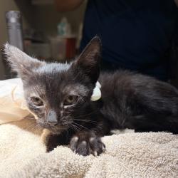 Shelter Stray Male Cat last seen in their front yard, SAN LEANDRO, CA, 94577, 8323 Baldwin St, Oakland, CA 94621, USA