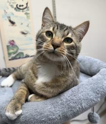 Shelter Stray Male Cat last seen ADOPTION RETURN, PORTLAND, OR, 97230, 1700 W Historic Columbia River Hwy, Troutdale, OR 97060, USA