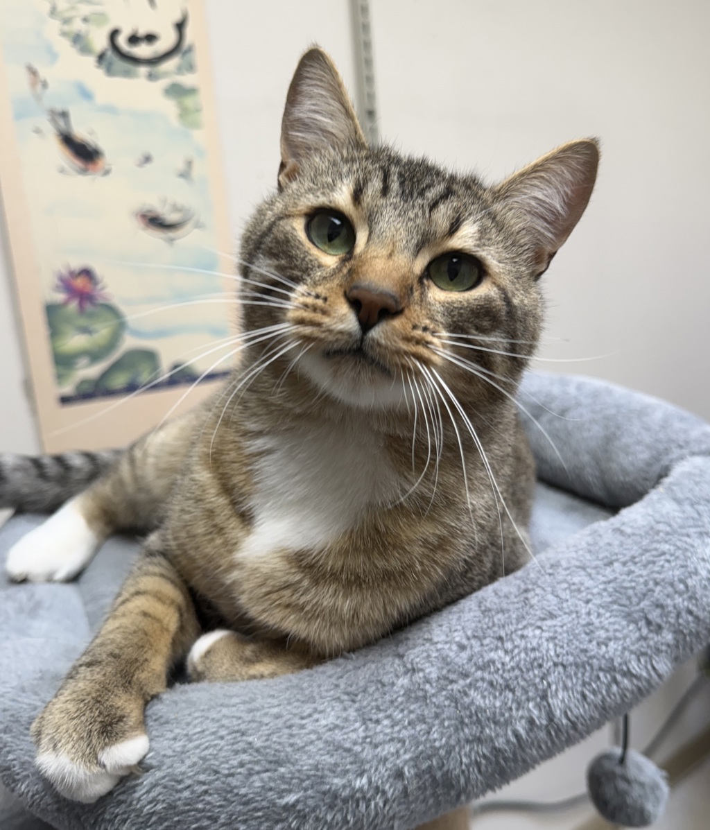 Shelter Stray Male Cat last seen ADOPTION RETURN, PORTLAND, OR, 97230, 1700 W Historic Columbia River Hwy, Troutdale, OR 97060, USA