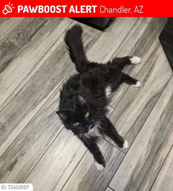 Lost Female Cat last seen Chandler Blvd and Galaxy, Chandler, AZ 85226
