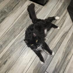 Lost Female Cat last seen Chandler Blvd and Galaxy, Chandler, AZ 85226