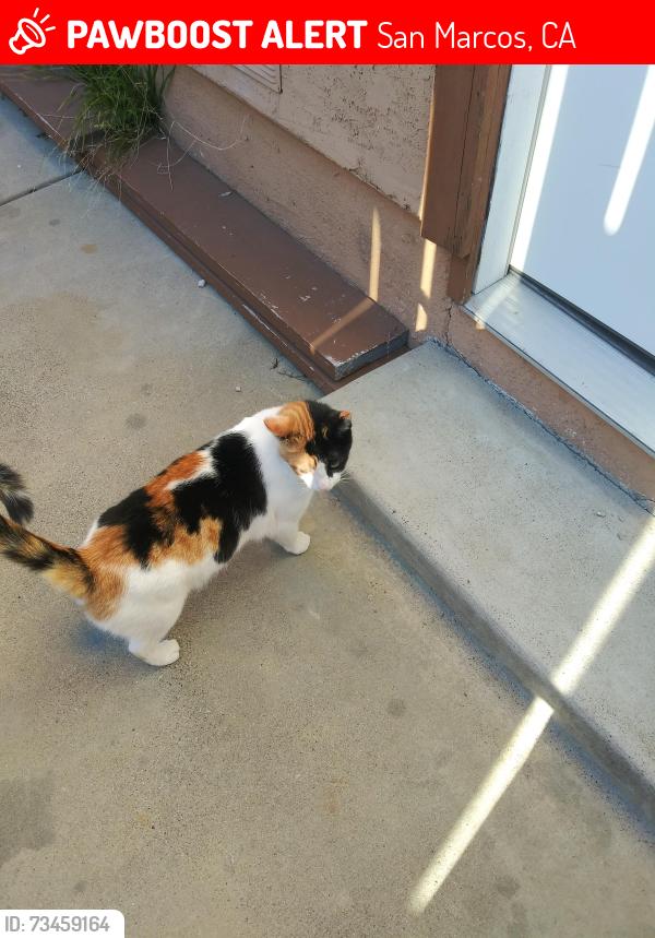 Lost Female Cat last seen Walnut creek, San Marcos, CA 92078