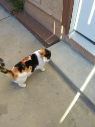 Lost Female Cat last seen Walnut creek, San Marcos, CA 92078