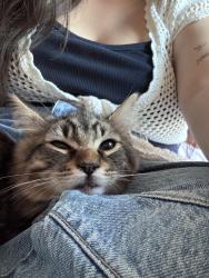 Lost Male Cat last seen Near Routier Road, Sacramento, CA 95827