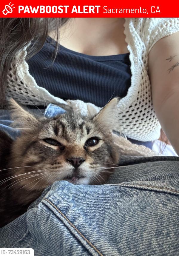 Lost Male Cat last seen Near Routier Road, Sacramento, CA 95827