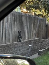 Found/Stray Unknown Dog last seen 112th and Sheridan, Westminster, CO 80031