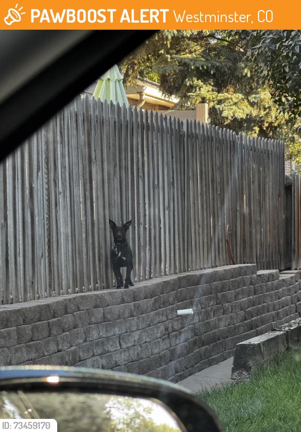 Found/Stray Unknown Dog last seen 112th and Sheridan, Westminster, CO 80031