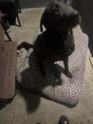 Lost Male Dog last seen Belle river drive, Hacienda Heights, CA 91745