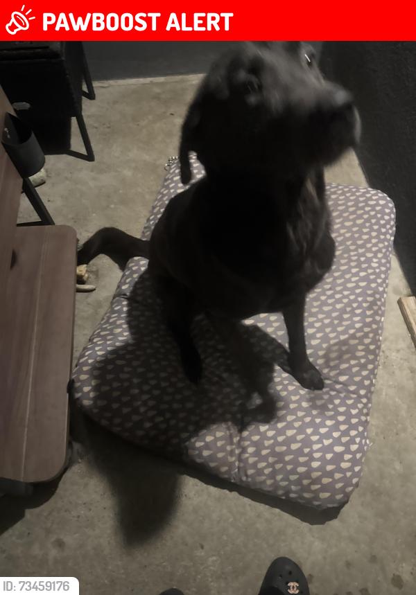 Lost Male Dog last seen Belle river drive, Hacienda Heights, CA 91745