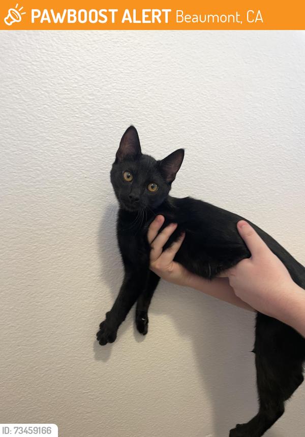 Found/Stray Female Cat last seen Seneca Springs Blvd and Malaga Ave, Beaumont, CA 92223