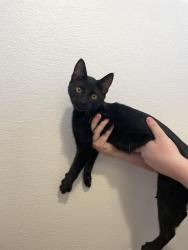 Found/Stray Female Cat last seen Seneca Springs Blvd and Malaga Ave, Beaumont, CA 92223