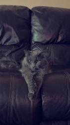 Lost Male Cat last seen Four rod rd, Rochester, NH 03867