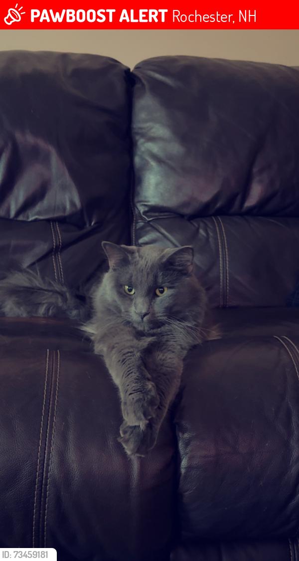 Lost Male Cat last seen Four rod rd, Rochester, NH 03867