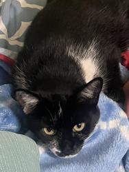 Lost Female Cat last seen Nutwood, Anaheim, CA 92804