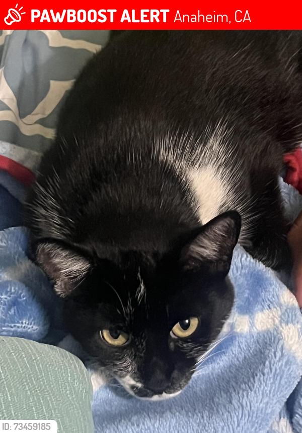 Lost Female Cat last seen Nutwood, Anaheim, CA 92804
