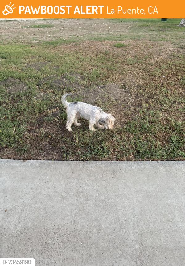 Found/Stray Unknown Dog last seen Baseball Field, La Puente, CA 91746