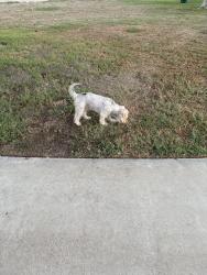 Found/Stray Unknown Dog last seen Baseball Field, La Puente, CA 91746