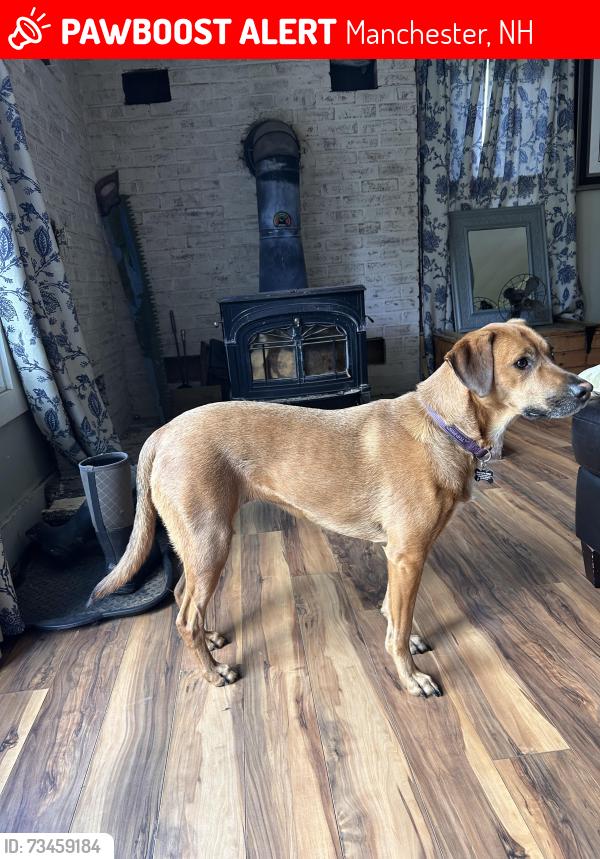 Lost Female Dog last seen Near Hayward st, Manchester, NH 03103