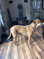 Lost Female Dog last seen Near Hayward st, Manchester, NH 03103