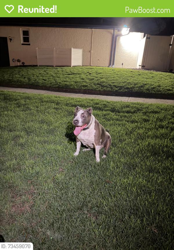 Reunited Female Dog last seen White Ash St, Orlando, FL 32819, USA, Orlando, FL 32819