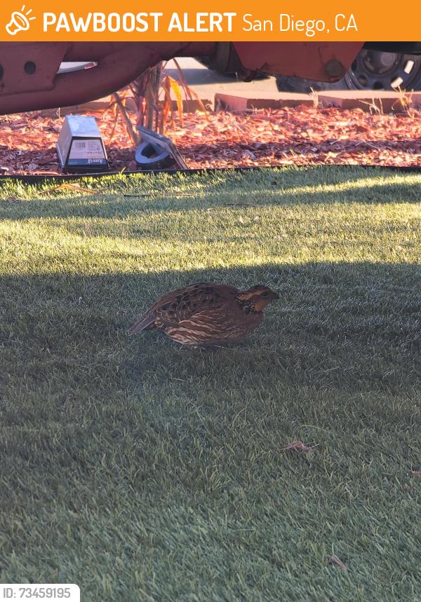 Found/Stray Female Bird last seen Coldwell Lane and Piccard, San Diego, CA 92154