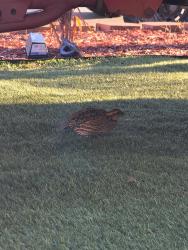 Found/Stray Female Bird last seen Coldwell Lane and Piccard, San Diego, CA 92154