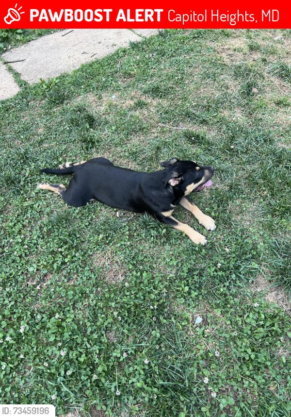 Lost Male Dog last seen Home, Capitol Heights, MD 20743