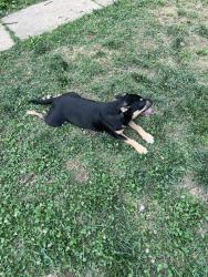 Lost Male Dog last seen Home, Capitol Heights, MD 20743