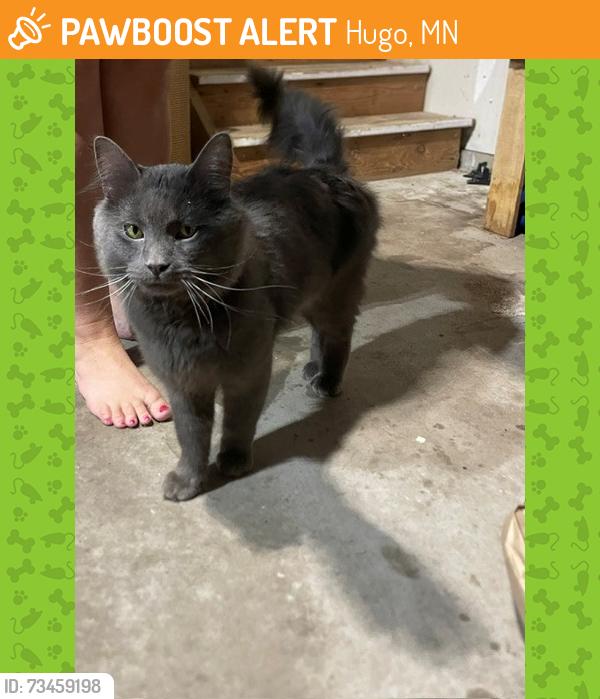 Found/Stray Unknown Cat last seen Fountain Aven N, Hugo, MN, Hugo, MN 55038