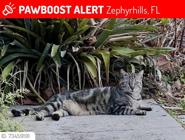 Lost Male Cat last seen Near Silver Oaks, Zephyrhills, FL 33542