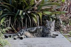 Lost Male Cat last seen Near Silver Oaks, Zephyrhills, FL 33542