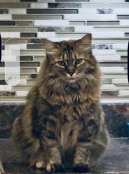 Lost Female Cat last seen Sturbridge Avenue in High Point, North Carolina, High Point, NC 27262