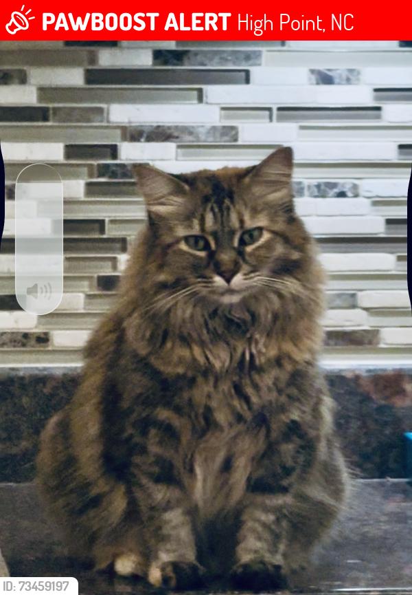 Lost Female Cat last seen Sturbridge Avenue in High Point, North Carolina, High Point, NC 27262