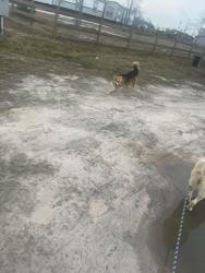 Reunited Male Dog last seen Near road and 5251 road, Liberty County, TX 77327