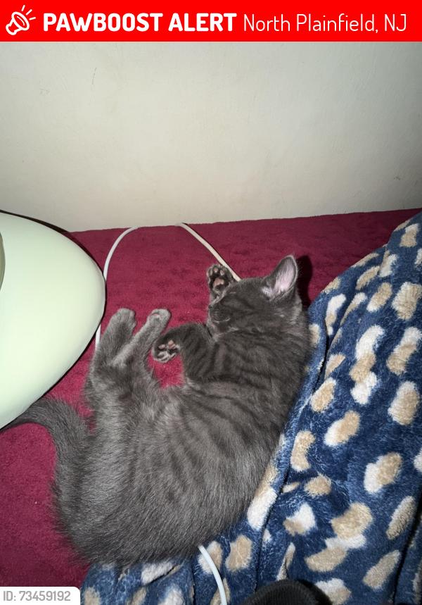 Lost Female Cat last seen Watchung Avenue and Grandview Avenue, North Plainfield, NJ 07060