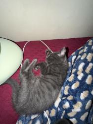 Lost Female Cat last seen Watchung Avenue and Grandview Avenue, North Plainfield, NJ 07060