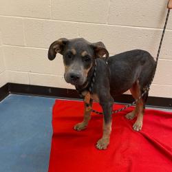 Shelter Stray Male Dog last seen , 2350 Appling City Cove, Memphis, TN 38133, USA