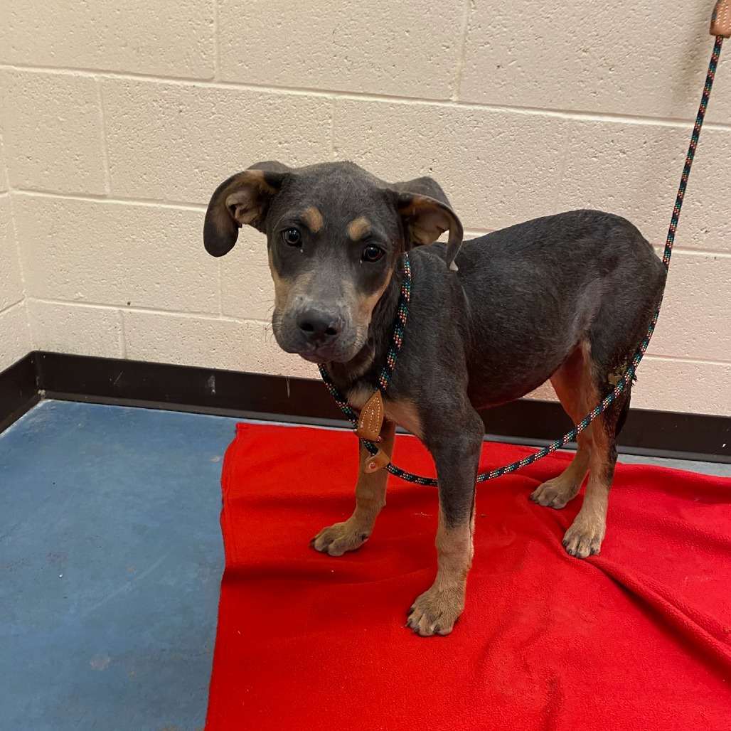 Shelter Stray Male Dog last seen , 2350 Appling City Cove, Memphis, TN 38133, USA