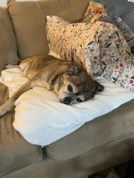 Lost Male Dog last seen 104th 107th Maywood Bothell, Bothell, WA 98011