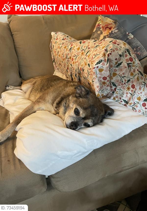Lost Male Dog last seen 104th 107th Maywood Bothell, Bothell, WA 98011