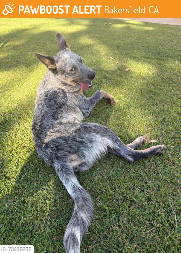 Found/Stray Male Dog last seen Renfro and Meacham, Bakersfield, CA 93314