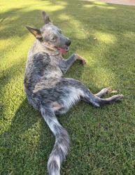 Found/Stray Male Dog last seen Renfro and Meacham, Bakersfield, CA 93314