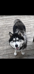 Reunited Male Dog last seen Jerri, Haltom City, TX 76117