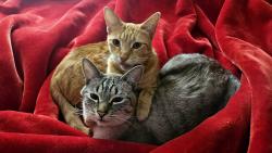 Lost Female Cat last seen W Blaine ave and midland blvd, Nampa, ID 83651