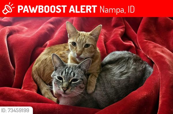 Lost Female Cat last seen W Blaine ave and midland blvd, Nampa, ID 83651