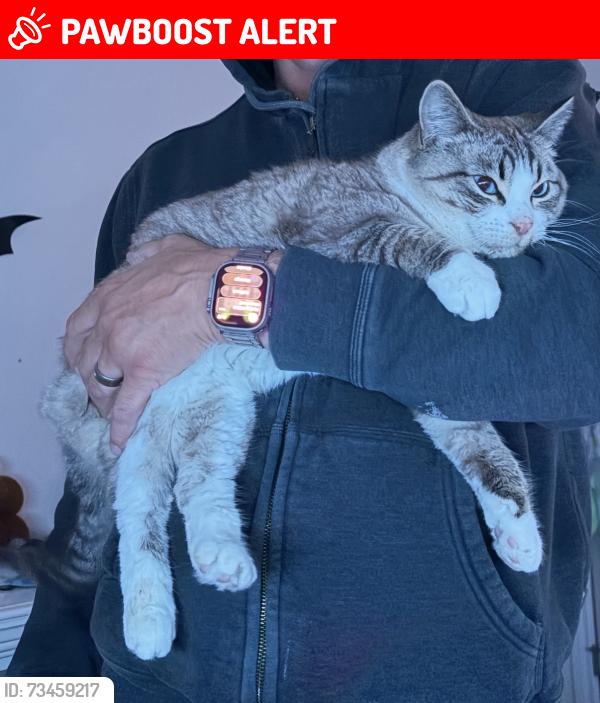 Lost Male Cat last seen Near dillworth cres, Spruce Grove, AB T7X 0E6